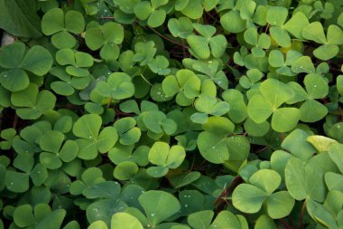 Doğal doku ve şablon. Trifolium pişmanlıklarının yakın görüntüsü, Beyaz Yonca olarak da bilinir, bahçede yetişen güzel yeşil yapraklar,.