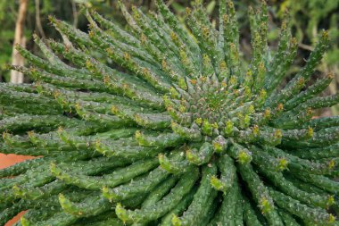 Doğal doku ve şablon. Egzotik sulu bitkiler. Medusa 'nın Başı olarak da bilinen Euphorbia caput-medusae' nin yakın görüntüsü, güzel yeşil yapraklar..