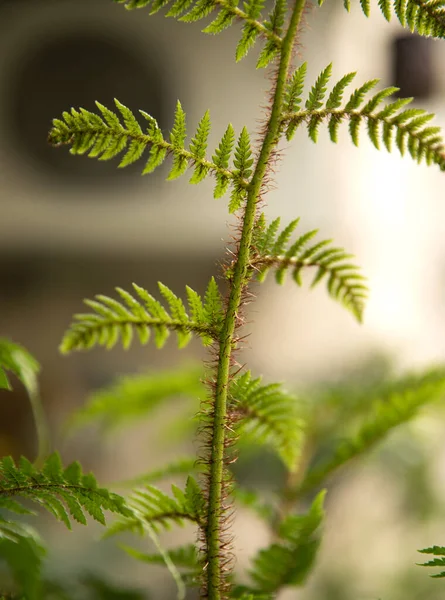 Natural Texture Pattern Closeup View Cyathea Cooperi Fern Also Known — Stock Photo, Image