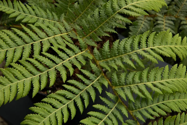 Flora Closeup View Cyathea Cooperi Fern Also Known Australian Tree — Stock Photo, Image