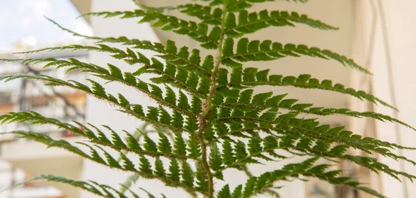 天然质感和图案 一种被称为澳大利亚树蕨类 Australian Tree Fern 的西拉亚科蕨类植物 毛茸茸的花梗 茎和绿叶及传单的下部 — 图库照片