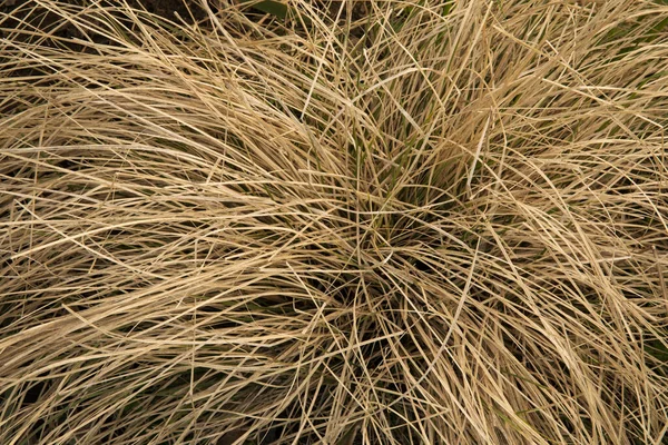 観賞用の草だ ペニセトゥム ビロサム グラス 英語版 別名フェザートップ グラス の近景で 畑で成長している — ストック写真