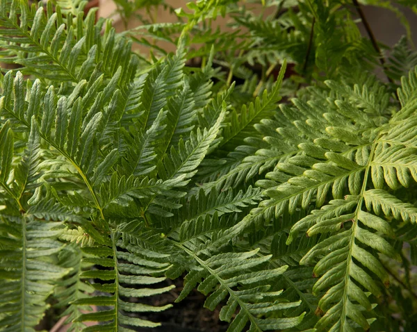 Exotic Flora Natural Texture Pattern Closeup View Pteris Tremula Also — Stock Photo, Image