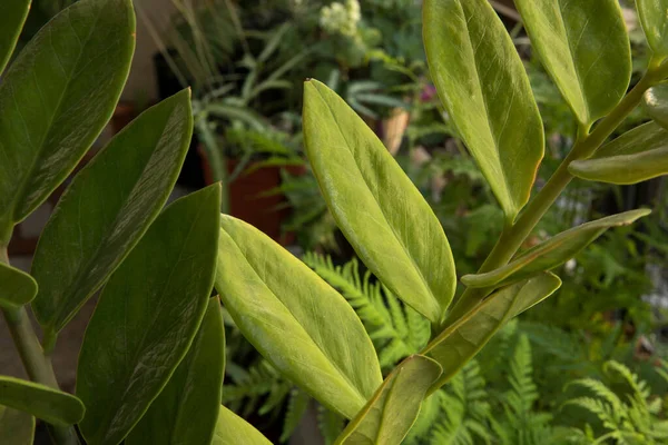 Exotic Flora Perennial Plants Closeup View Zamioculcas Zamiifolia Beautiful Green — Stock Photo, Image
