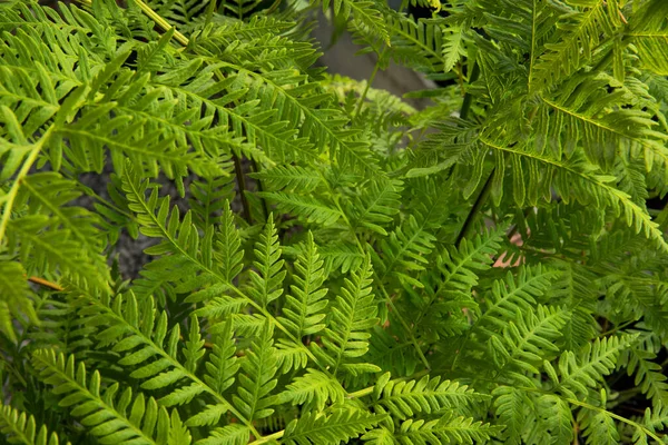 Exotische Flora Natürliche Textur Und Muster Nahaufnahme Von Pteris Tremula — Stockfoto