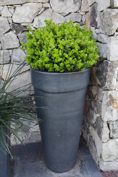 stock image House exterior decoration. Closeup view of a Buxus sempervirens bush, also known as Boxwood, growing in a pot. 