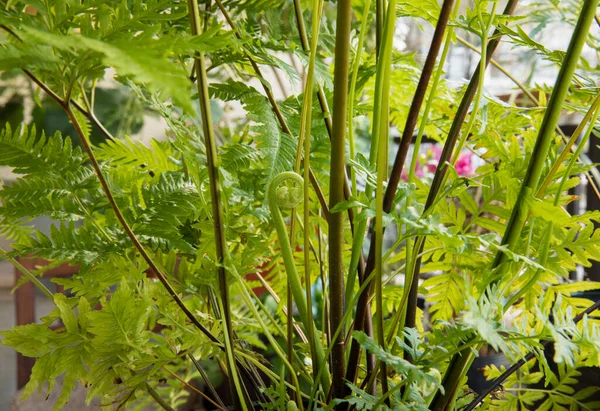 stock image Exotic flora. Natural texture and pattern. Closeup view of Pteris tremula, also known as Australian brake fern, beautiful green fronds and foliage.