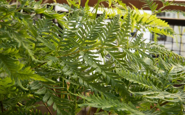 异族植物 天然质感和图案 红豆杉 也被称为澳大利亚制动器蕨类 美丽的绿色叶子和树叶的景致 — 图库照片