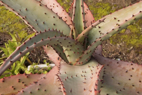 Flora Exótica Cactus Macro Tiro Ferox Aloe Também Conhecido Como — Fotografia de Stock