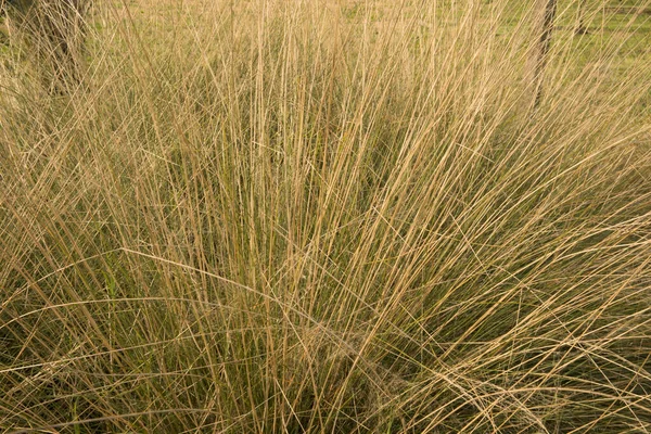 観賞用の草だ Muhlenbergia Capillarisの近くの景色 ヘアドンMuhlyとして知られています 庭で成長 — ストック写真