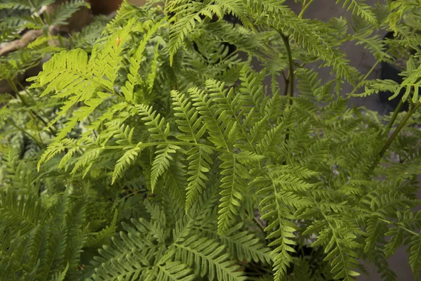 异族植物 天然质感和图案 红豆杉 也被称为澳大利亚制动器蕨类 美丽的绿色叶子和树叶的景致 — 图库照片