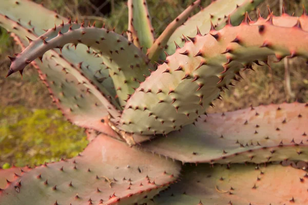 Exotic Flora Cactus Macro Shot Aloe Ferox Also Known Bitter — Stock Photo, Image