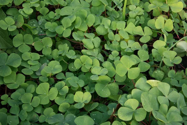 Doğal Doku Şablon Trifolium Pişmanlıklarının Yakın Görüntüsü Beyaz Yonca Olarak — Stok fotoğraf