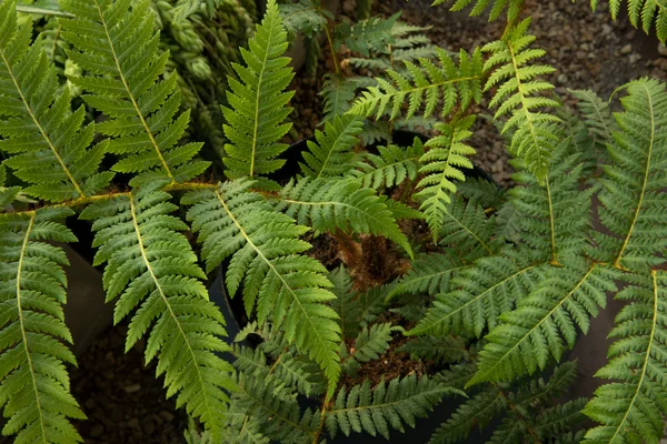 Flora Closeup View Cyathea Cooperi Fern Also Known Australian Tree — Stock Photo, Image