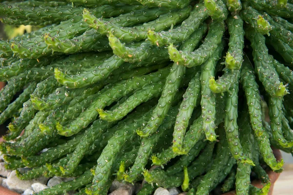 エキゾチックな多肉植物 メデューサの頭としても知られるユーフォルビア カット メデューサの近景は 庭の鍋で成長する長い緑の葉 — ストック写真