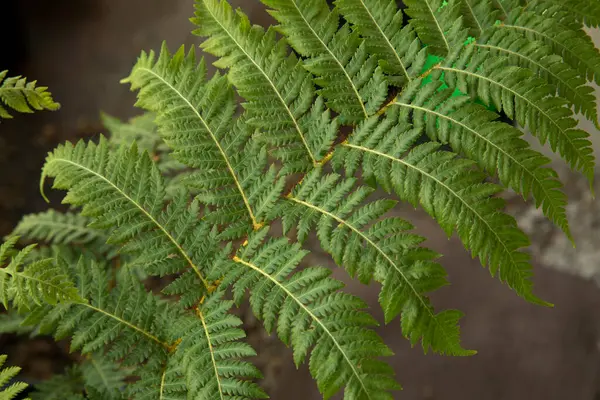 弗洛拉西兰花蕨类 又称澳大利亚树蕨类 美丽的绿叶和传单的质感和图案 — 图库照片