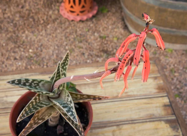 Exotic Cactus Aloe Variegata Also Known Tiger Aloe Rare Red — Stock Photo, Image