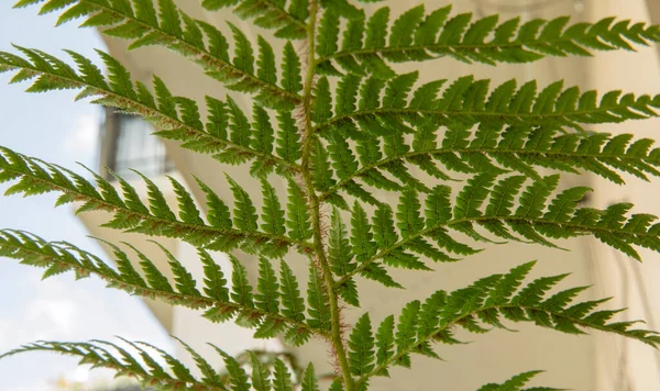 天然质感和图案 一种被称为澳大利亚树蕨类 Australian Tree Fern 的西拉亚科蕨类植物 毛茸茸的花梗 茎和绿叶及传单的下部 — 图库照片
