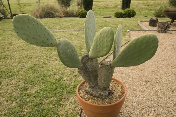 Szobrászati Kaktuszok Kilátás Egy Opuntia Ficus Indica Más Néven Tüskés — Stock Fotó