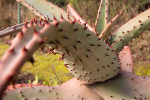 Egzotikus Flóra Kaktusz Makro Lövés Egy Aloe Ferox Más Néven — Stock Fotó