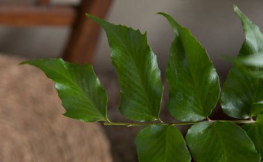 Botanik. Egzotik bitki örtüsü. Japon Holly Fern olarak da bilinen Cyrtomium falcatum eğreltiotunun yakın görüntüsü, parlak yeşil yapraklar.
