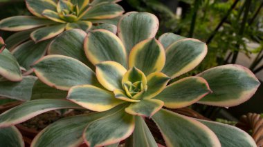 Exotic succulents. Closeup view of Aeonium sunburst, also known as Copper pinwheel, big rosette of green, yellow and red leaves. Beautiful texture and leaves pattern. clipart