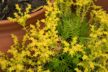 Çiçekli sulu bitki arka planı. Bahçedeki bir tencerede büyüyen Sedum 'un yakın görüntüsü. Parkta açan yeşil yapraklar ve parlak sarı çiçekler..