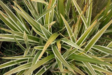 Flora. Dianella Tazmanica Variegata 'nın yakından görüntüsü Tasman Flax Lily olarak da bilinir, güzel sarı ve yeşil yapraklar bahçede yetişir.. 