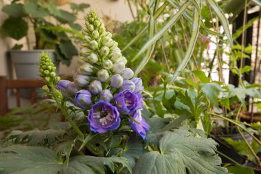 Çiçek. Larkspur olarak da bilinen güzel Delphinium 'un yakın görüntüsü, güzel beyaz çiçek tomurcukları ve bahçede açan mor çiçekler..