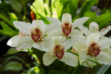 Tropik bitki örtüsü. Bahçede açan beyaz, sarı ve mor yapraklardan oluşan Cymbidium orkide çiçekleri..