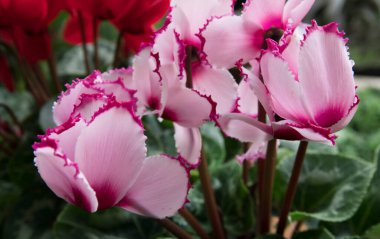 Çiçek. Güzel yakın plan Cyclamen persicum ya da Pers menekşesi pembe çiçek ve renkli yapraklar bahçede çiçek açıyor.. 