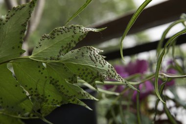 Botanik. Flora üretimi. Seçici odak noktası, Japon Holly Fern olarak da bilinen Cyrtomium falcatum eğreltiotu. Bahçede yetişen birçok sporla birlikte alt kısımlarda yetişiyor..