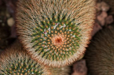 Kaktüs geçmişi. Mammillaria spinosissima 'nın üst görüntüsü. Dikenli iğnelik kaktüsü olarak da bilinir. Güzel kırmızı ve yeşil renkler..