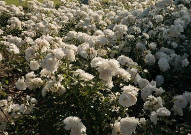 Doğal doku ve şablon. Bahçe düzenleme. Bahçedeki buzdağı gül bahçesi. Parkta açan güzel beyaz yapraklı güller..