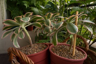 Sulu tarım ürünleri. Şehir bahçesinde büyüyen bakır fırıldak olarak da bilinen üç Aeonium güneş patlamasının yakın görüntüsü. Güzel renkler, doku ve yaprak deseni.