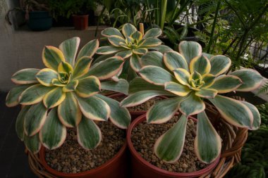 Sulu tarım ürünleri. Şehir bahçesinde büyüyen bakır fırıldak olarak da bilinen üç Aeonium güneş patlamasının yakın görüntüsü. Güzel renkler, doku ve yaprak deseni.