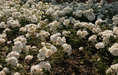 Bahçe düzenleme. Bahçedeki buzdağı gül bahçesi. Parkta açan güzel beyaz yapraklı güller..