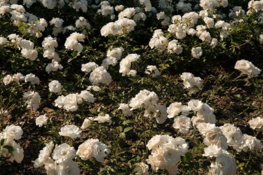 Doğal doku ve şablon. Bahçe düzenleme. Bahçedeki buzdağı gül bahçesi. Parkta açan güzel beyaz yapraklı güller..