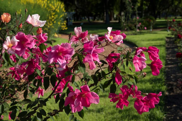 Primavera Parque Rosas Fragantes Vista Cerca Rosa Mutabilis También Conocida — Foto de Stock