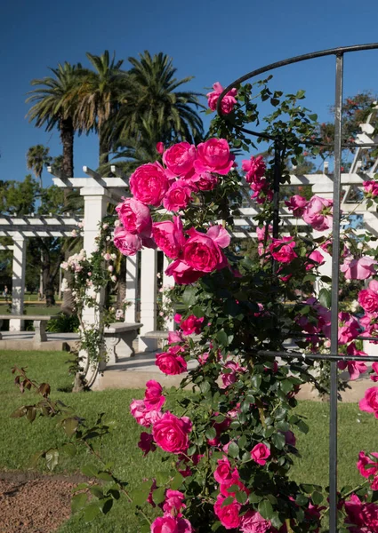 Paisagismo Projeto Jardim Vista Escalada Rosa Parade Também Conhecido Como — Fotografia de Stock