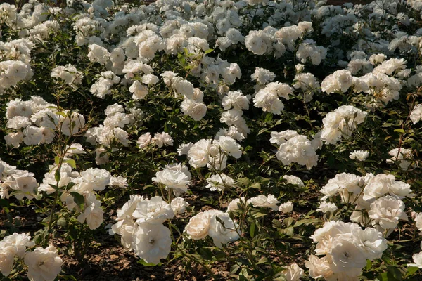 Paisajismo Iceberg Rosa Cama Flores Jardín Hermosas Rosas Pétalos Blancos — Foto de Stock