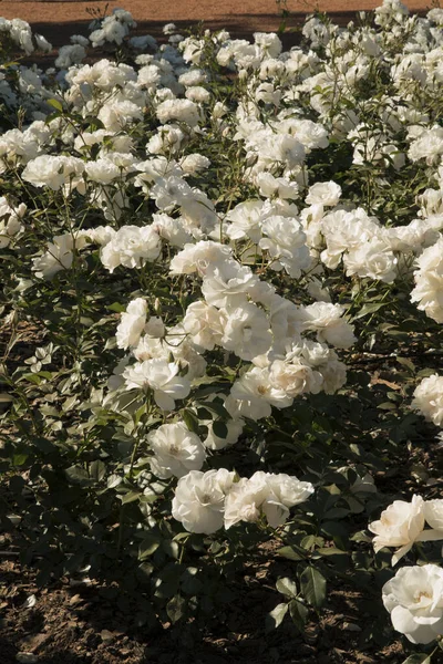 Iceberg Rosa Cama Flores Jardín Hermosas Rosas Pétalos Blancos Florecen — Foto de Stock