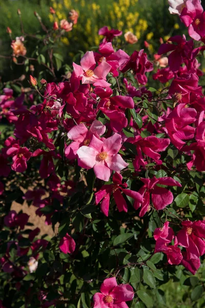 Primavera Parque Rosas Fragantes Vista Cerca Rosa Mutabilis También Conocida — Foto de Stock