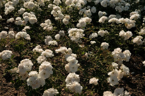 Textura Patrón Natural Paisajismo Iceberg Rosa Cama Flores Jardín Hermosas — Foto de Stock