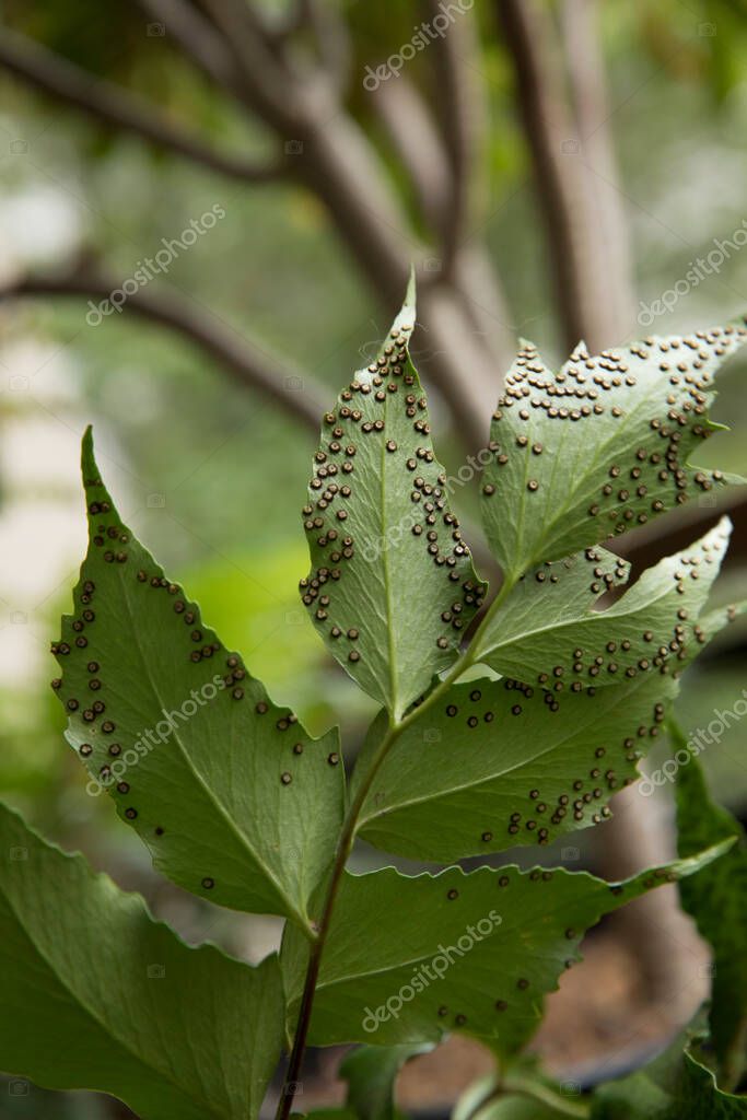 Botánica. Propagación de flora. Vista de cerca de un helecho Cyrtomium