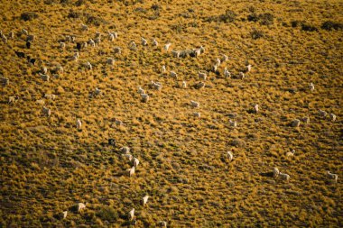 Kırsal alan. Tepedeki altın çayırlarda otlayan keçi sürüsü..
