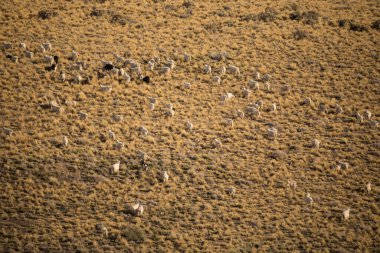 Kırsal alan. Tepedeki altın çayırlarda otlayan keçi sürüsü..
