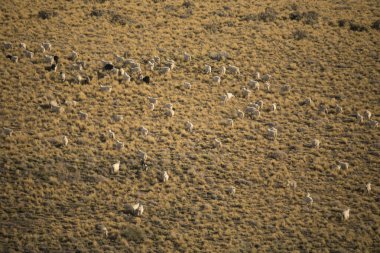 Kırsal alan. Tepedeki altın çayırlarda otlayan keçi sürüsü..
