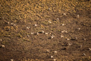 Kırsal alan. Tepedeki altın çayırlarda otlayan keçi sürüsü..