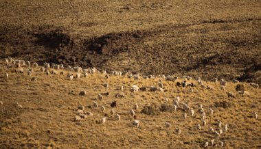 Kırsal alan. Tepedeki altın çayırlarda otlayan keçi sürüsü..